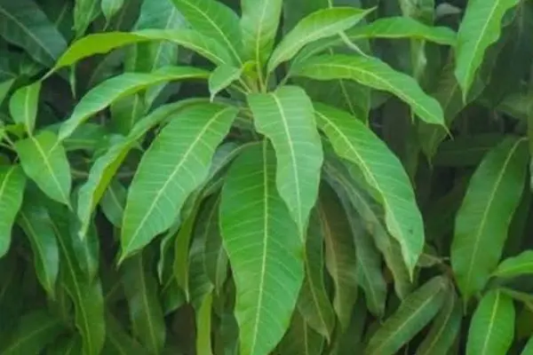 foto-folha-de-mangueira