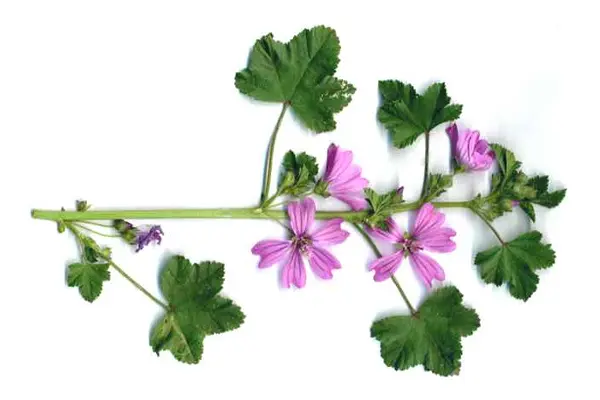 foto-malva